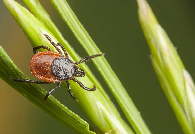 The Westport Lawn Where Fungus And Ticks Fed Each Other