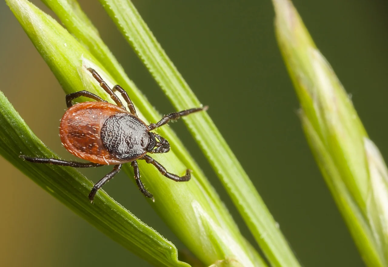 The Westport Lawn Where Fungus And Ticks Fed Each Other