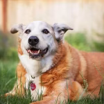 The Six Months That Caught A Senior Dog's Illness Early