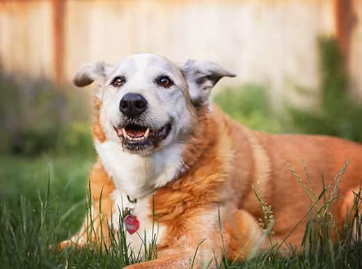 The Six Months That Caught A Senior Dog's Illness Early 2 The Six Months That Caught A Senior Dog's Illness Early